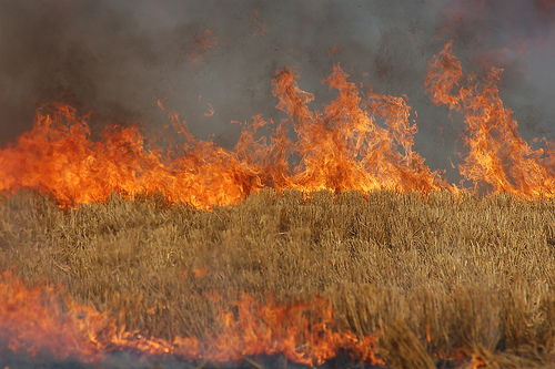 burning-barley-fields-enduring-word