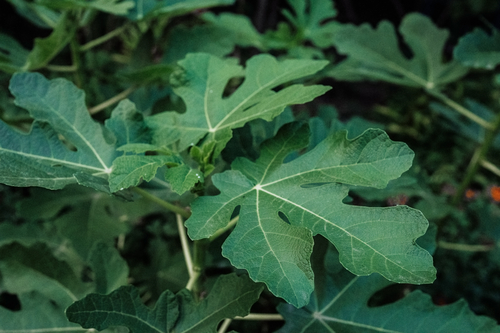 All Leaves and No Fruit