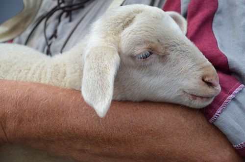 The Good Shepherd