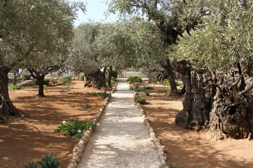 Gravel path running through an olive grove, with trimmed trees on both sides and stone borders in a sunlit garden.